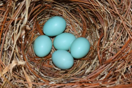 Twitter: storia + 10 cose da sapere per non sembrare dei cretini