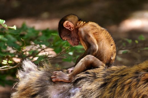 Misurare la lunghezza del pene. Un’idiozia? Noi maschi facciamo di peggio