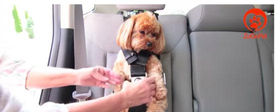 Se Babbo Natale fosse un Bobtail? I migliori 5 regali per chi ama gli animali