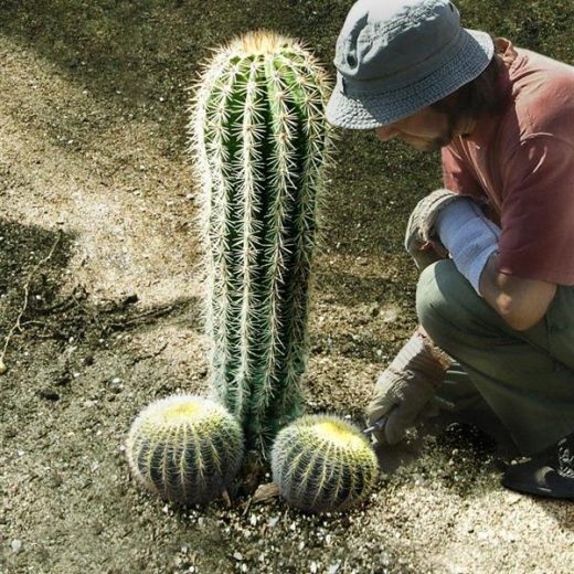 Ecosessuali: non siam più capaci di amare le persone, sotto con le piante!