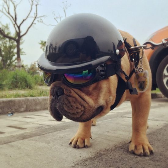 Nomi per cani? A Milano il più diffuso è…Mario. Poi, il patrono e i samurai