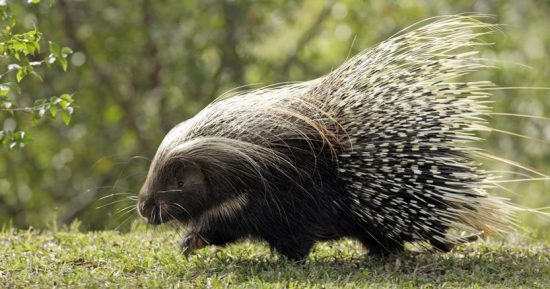 Memorie di un porcospino: ogni uomo ha un doppio nel mondo animale