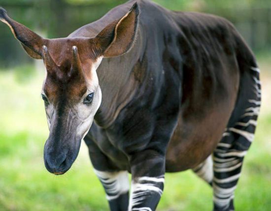 Se sognate questo animale, qualcuno muore. Ecco Quel che si vede da qui