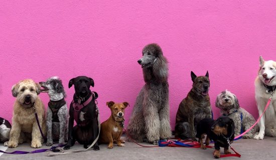 Nomi per cani: i millennial chiamano i pet con i personaggi di Trono di Spade (Khaleesi) e Stranger Things (Joyce)