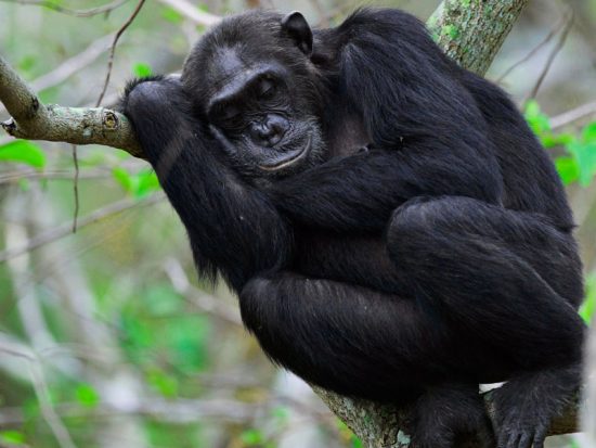 In quarantena dormiamo male per colpa dell’evoluzione