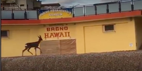 Vantaggi secondari del Covid per millennial misantropi: una gioiosa anteprima dell’estinzione umana