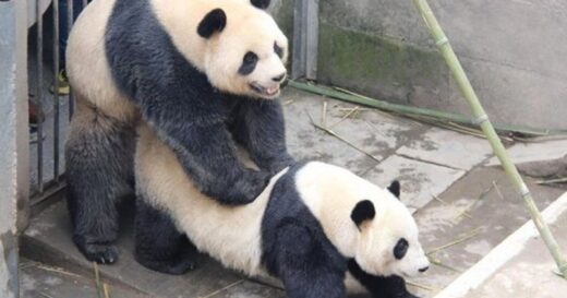 I Millennial fanno meno sesso dei panda. Chi si estinguerà prima?