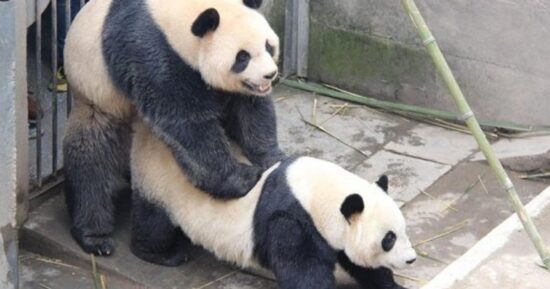 I Millennial fanno meno sesso dei panda. Chi si estinguerà prima?