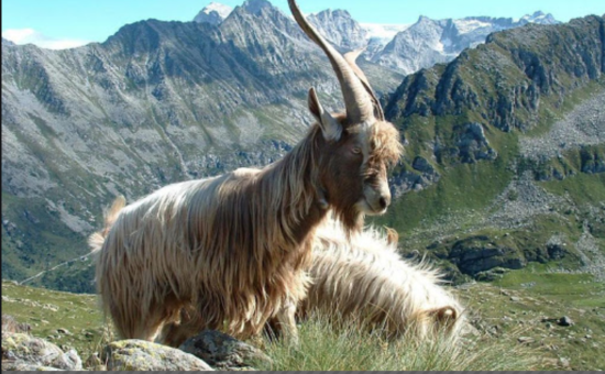 Che cosa insegna ai millennial l’incredibile storia della bionda dell’Adamello in fuga