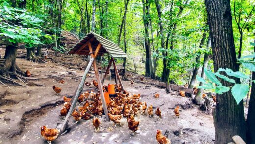 L’uovo fatto come una volta (no, non siate volgari: c’è modo e modo!)