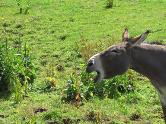 Gianni Rodari, un maestro di “errori” anche per i millennial