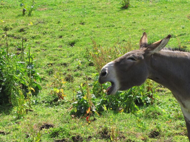 Gianni Rodari, un maestro di “errori” anche per i millennial