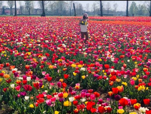 Perché piace a tutti il campo di tulipani (millennial) alle porte di Milano?
