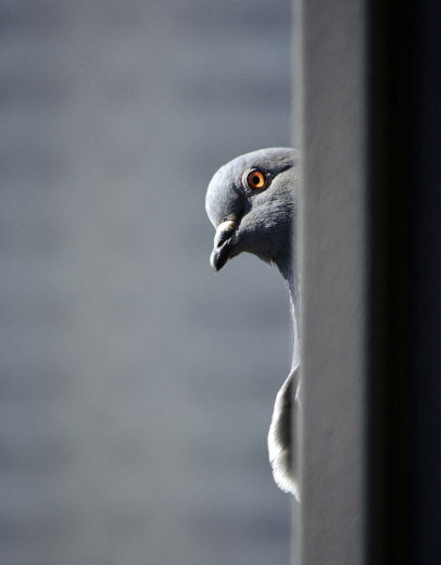 Sette modi originali per usare i tuoi AirTag Apple: microchippa tuo nonno