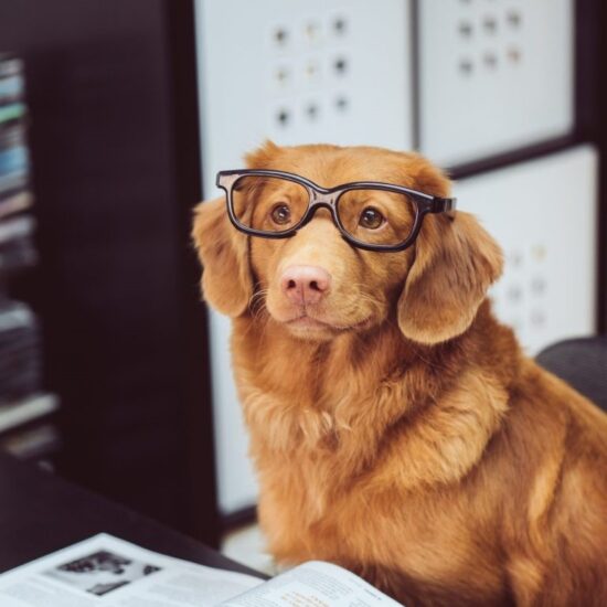 Giornata mondiale dei cani in ufficio: lavoro e animali domestici sono conciliabili? L’intervista