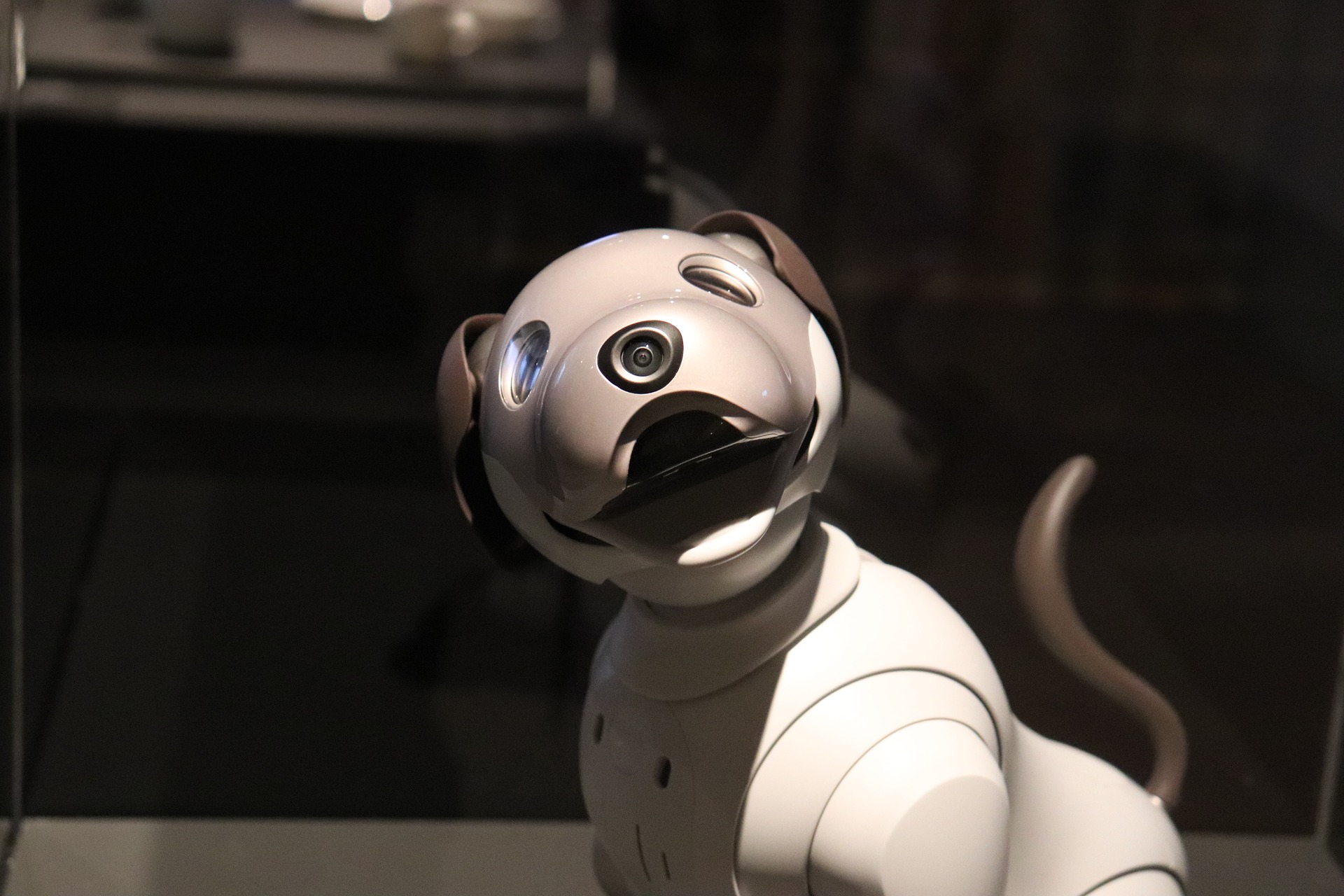Può un robot sostituire l'amore di un cane? 