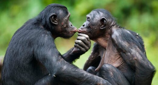 Essere gay è contro natura?