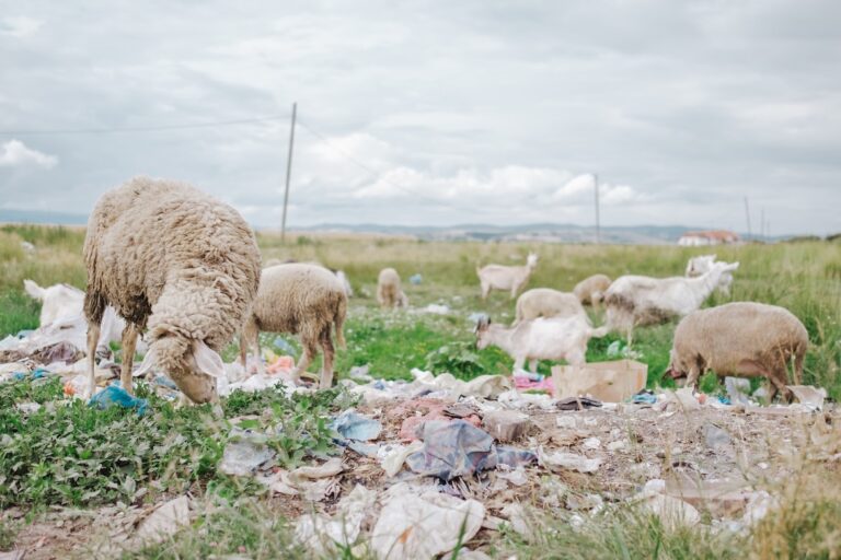 Giornata mondiale dell’ambiente 2023: cos’è il greenwashing che infesta la comunicazione sostenibile?