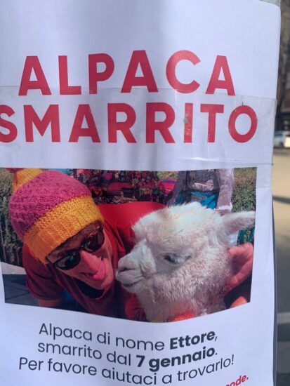 Andare alla ricerca degli animali smarriti con Weroad è il sogno di ogni Millennial