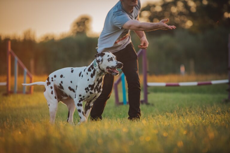 Quanto guadagna un dogsitter? Consigli per trasformare una passione in lavoro