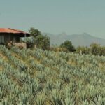 Il marketing del “single“ millennial si attacca alla Tequila