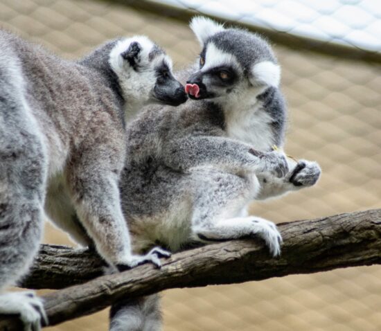 Elon, l’albero, il muschio, il serpente, la mela tentatrice