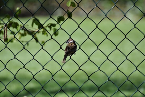 Come scegliere le recinzioni in ferro per il giardino: idee e soluzioni