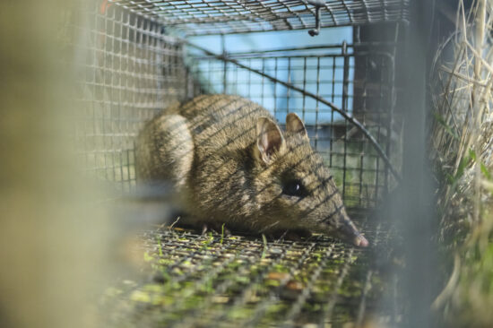Una specie estinta torna in natura: 100 bandicoot rilasciati in Australia