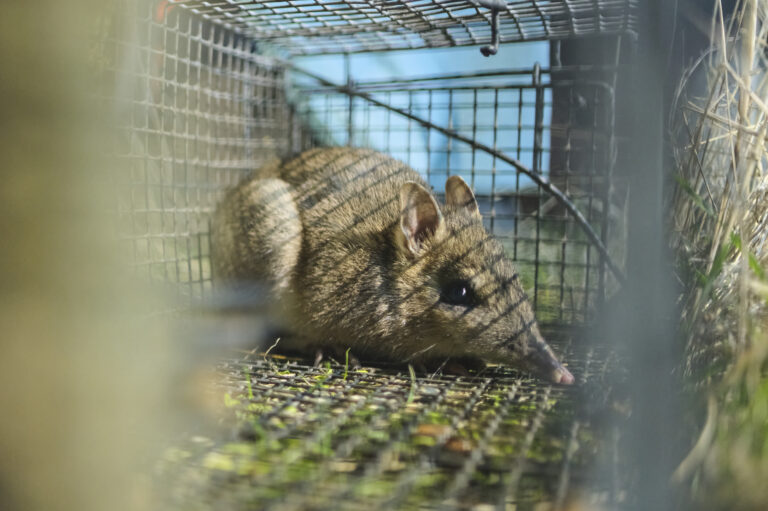 Una specie estinta torna in natura: 100 bandicoot rilasciati in Australia